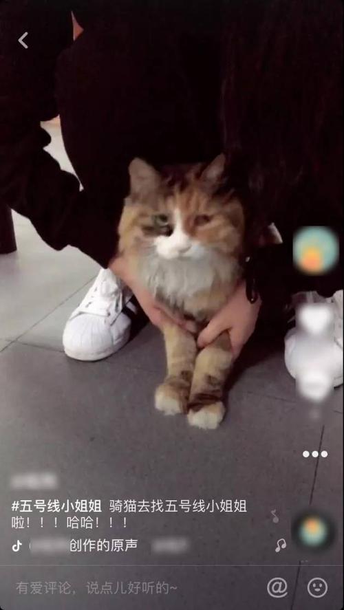 还有人准备骑猫来找小姐姐