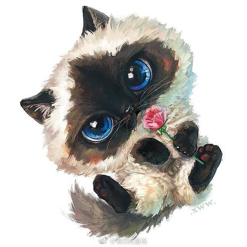 【萌宠by雪娃娃】喜马拉雅猫
