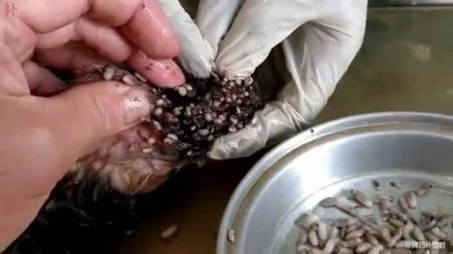 救治全身上下布满寄生虫的流浪小狗