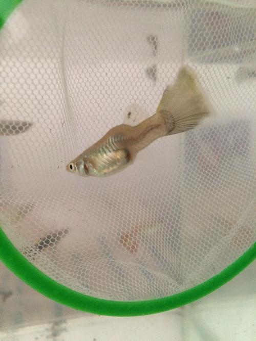 各位大神这条孔雀鱼是怀孕了吗?