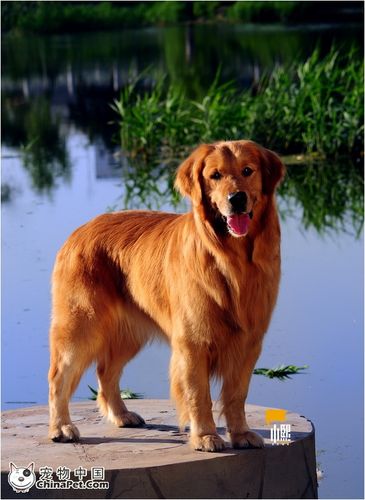 【宠物摄影比赛】金毛寻回犬---我要的幸福