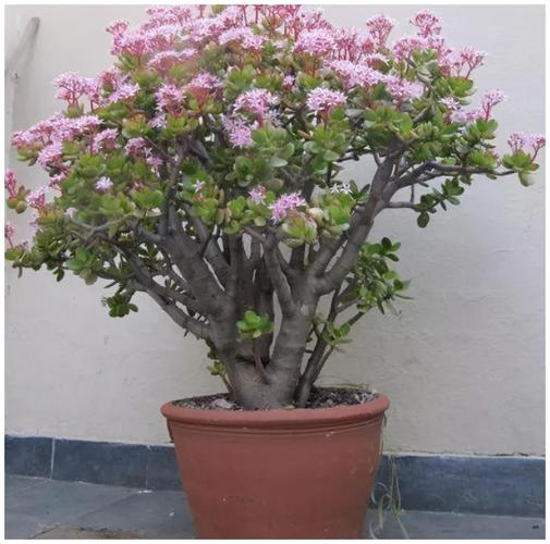 5种超耐旱的花卉植物,1个月不浇水也没事