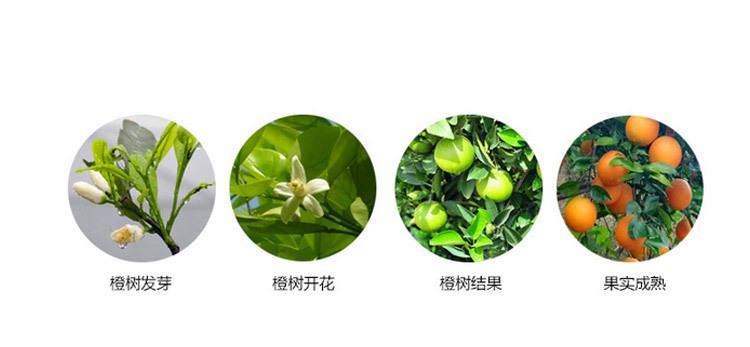 江西赣南脐橙5斤装特级果(70-80mm)现货新鲜水果非湖北秭归橙子