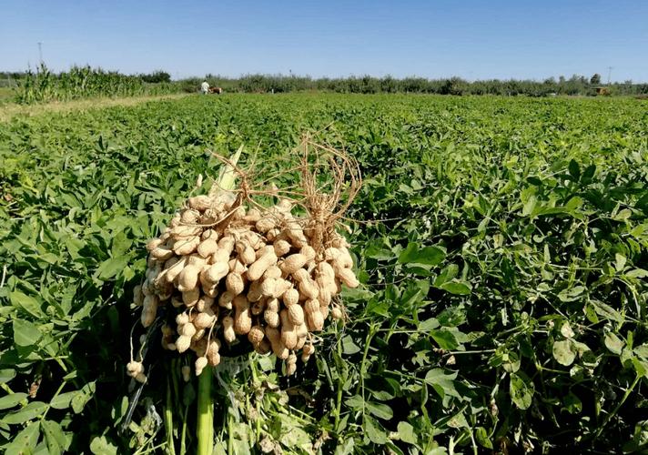 中联收获自走式花生捡拾收获机—花生收获界的"扛把子