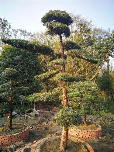 【图文】罗汉松20公分价格