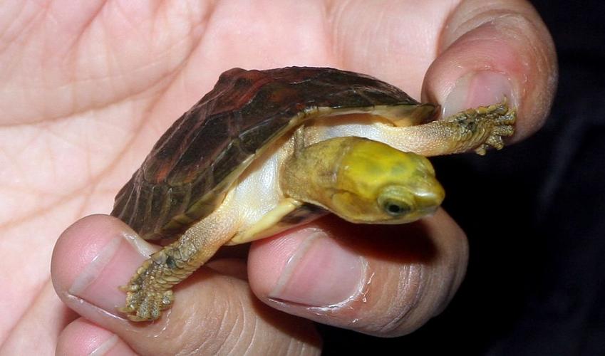 中国最珍贵最美丽的龟