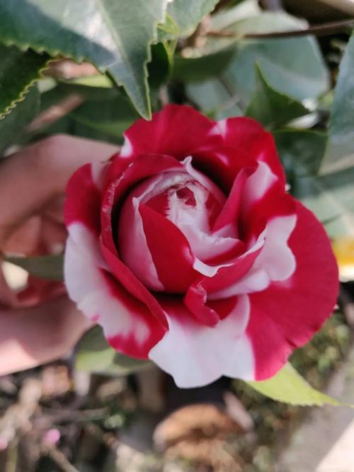 正品福建茶花|正品福建茶花0810|茶花正品塑料收纳箱