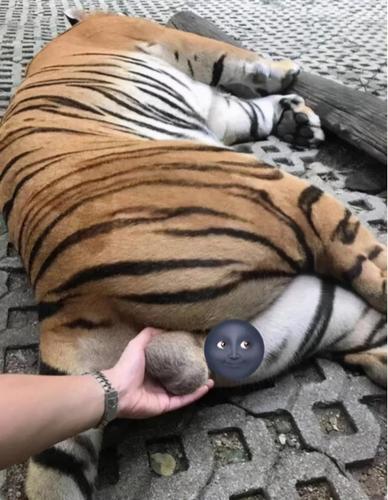 弹一下猫咪蛋蛋会有什么后果?