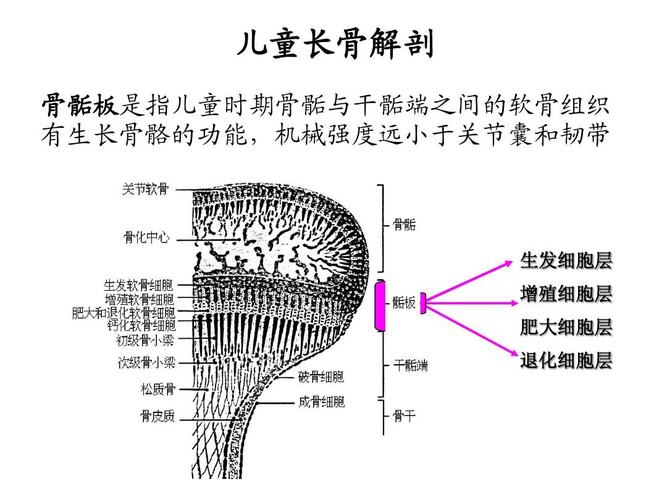 医学 儿童骨骺损伤影像诊断(急)ppt 儿童长骨解剖 骨骺板是指儿童时期