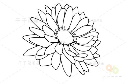 白菊花简笔画步骤图