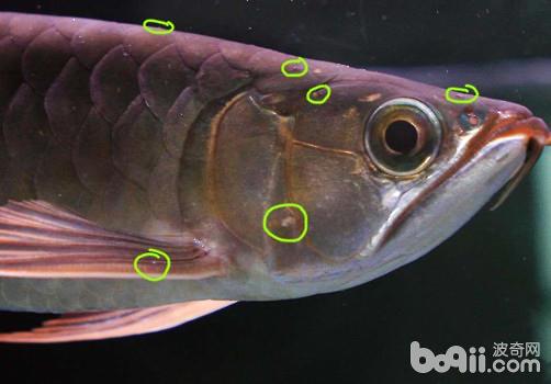 观赏鱼水霉病如何治疗? 温州龙鱼论坛 温州龙鱼第2张