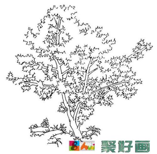 怎样画枫树速写