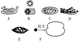 下列模式图表示几种细胞器,有关说法不正确的是