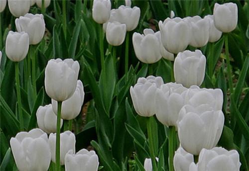白色郁金香花语是什么呢?