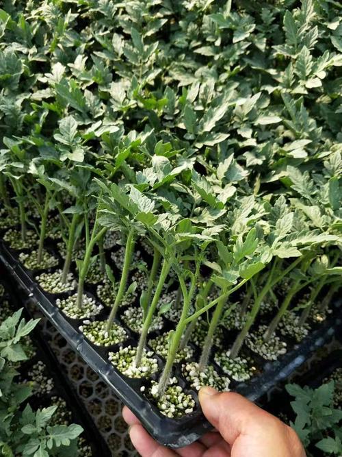 铁皮柿子苗 水果西红柿苗 带绿肩草莓西红柿苗 采摘番茄苗