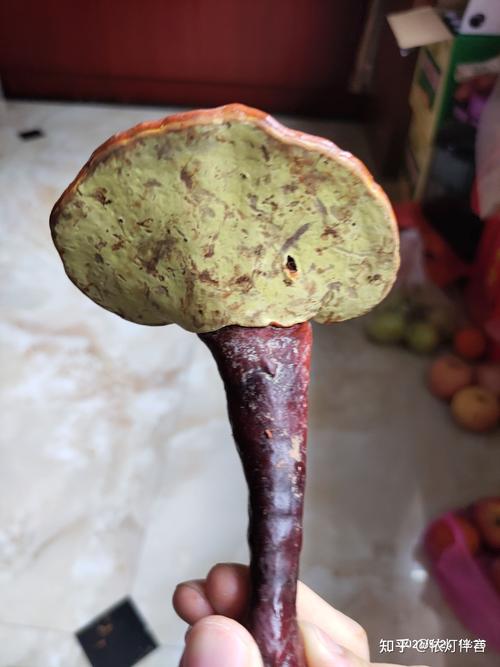 这个野生灵芝是否有毒