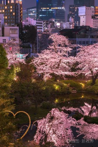 樱花盛开的夜景拍日本东京森园