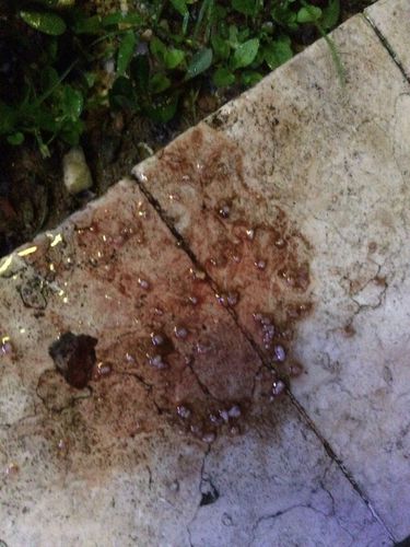 一直没事,昨晚喝了一点点就吐了,而且