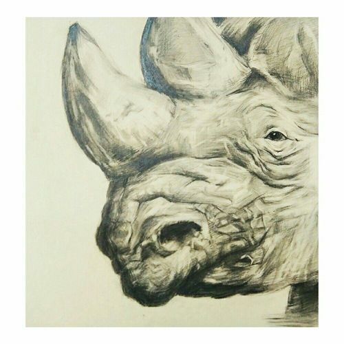 精微素描  犀牛