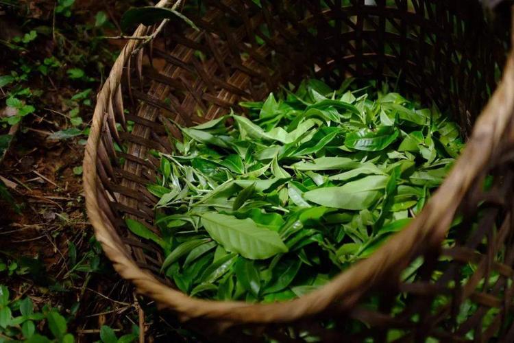 普洱茶晒青茶制作工艺解读
