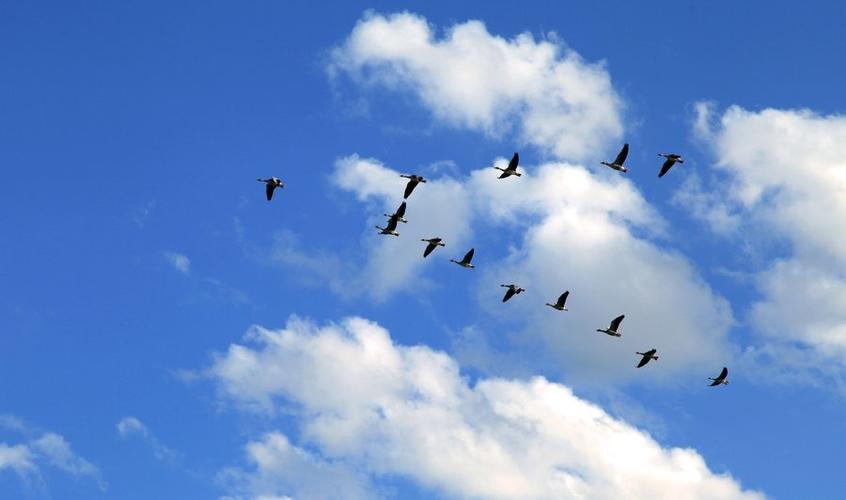 巜飞雁传息一》