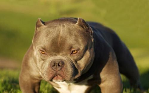原创此犬长相凶恶,常被误认做猛犬比特,但其实是很和善的犬种