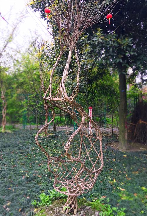 紫薇造型树 椅子编艺 桩景 盆景 园林绿化 景观别墅 工程苗木