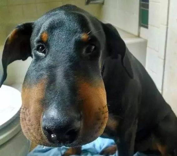 小编已笑哭!看完这些被马蜂蛰过的宠物们,你能憋住笑么?