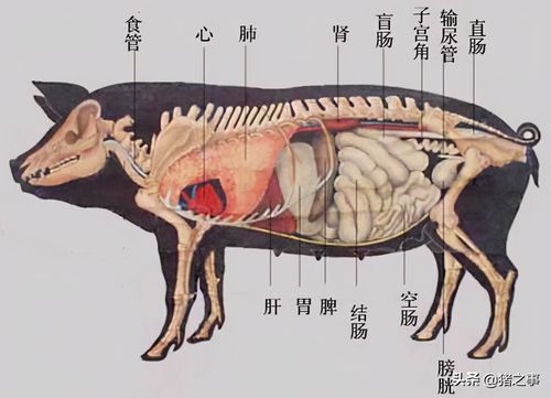 养猪先识猪,懂猪不再难,最全的《生猪结构图》,你都看懂了吗?