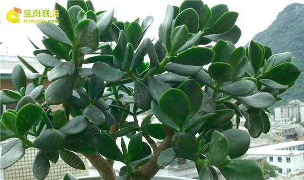 燕子掌冬季可开花,顶生白色星形小花,簇状.