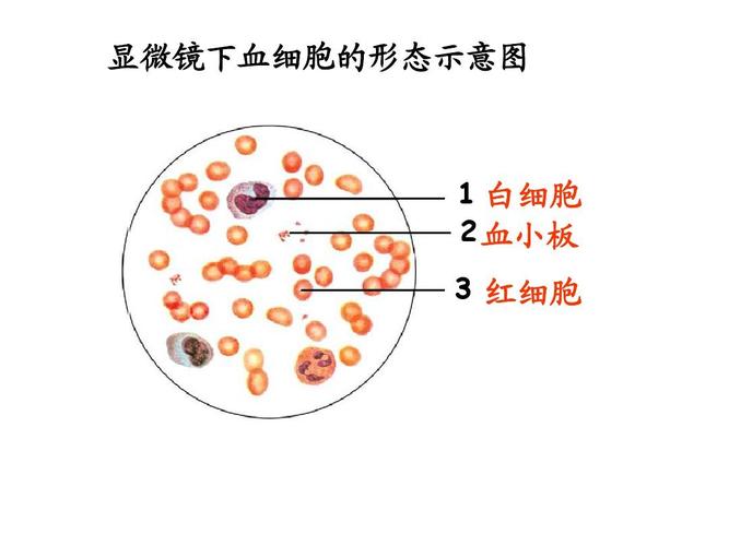 复习课件答案ppt  显微镜下血细胞的形态示意图 1 白细胞 2 血小板