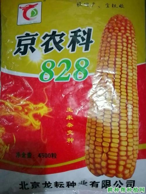 京农科828玉米品种好不好?