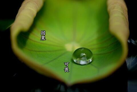 因缘果报