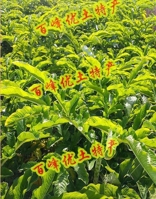 台山鸡爪芋正宗台山特产农家新鲜挖鸡爪芋全省包邮健康绿色蔬菜