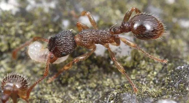 恐怖的红火蚁军团遭遇好战分子草地铺道蚁,惨遭全军覆没