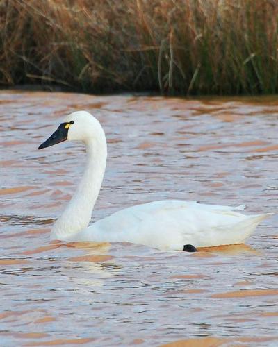 tundra swan photos