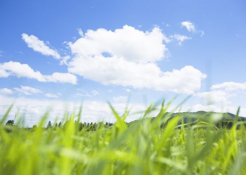 天空草地高精度图片[2600*2100]