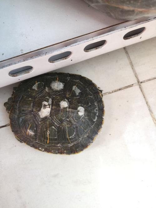 我家的巴西龟壳上有白斑好几个月了 白斑处不软 和旁边的壳硬度一样