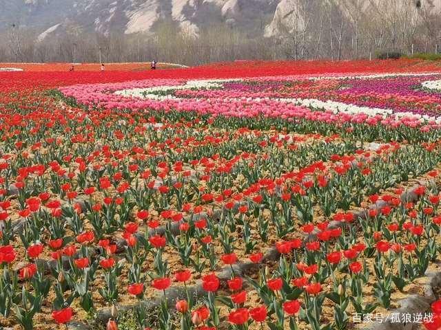 嵖岈山近万株郁金香竞相绽放,迷人的花海令人陶醉其中