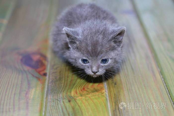 小灰猫害怕害怕
