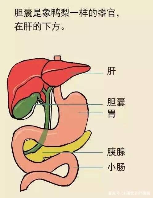 "肝胆相照",促进营养素合理吸收利用
