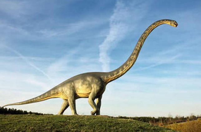 美洲 辨认要决:身体后半部比肩部高,脖子和尾巴差不多长 恐龙种类:蜥