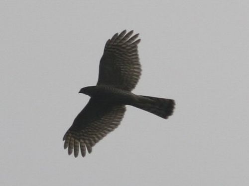 山西博物馆镇馆之宝鸟尊修复准确无错