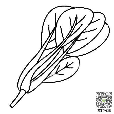 菠菜简笔画分解步骤图解教程