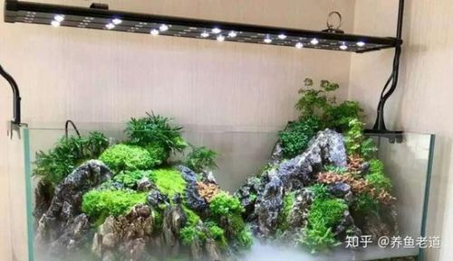 家里有闲置的大型鱼缸不想养鱼了,可以养些什么呢?