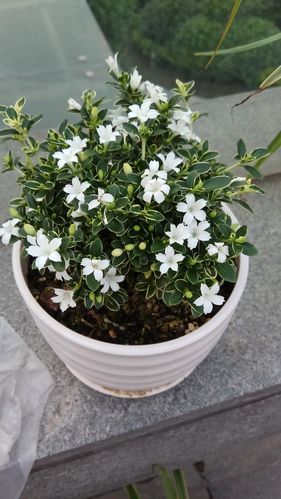 2017-六月雪-盆栽-开花啦