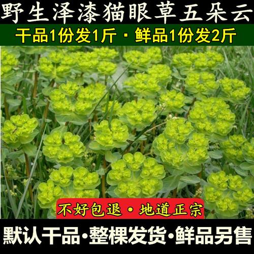 猫眼草 包邮 野生中药材 新鲜干品五朵云正品 猫儿眼睛草泽漆500g