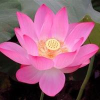 老年人微信头像图花