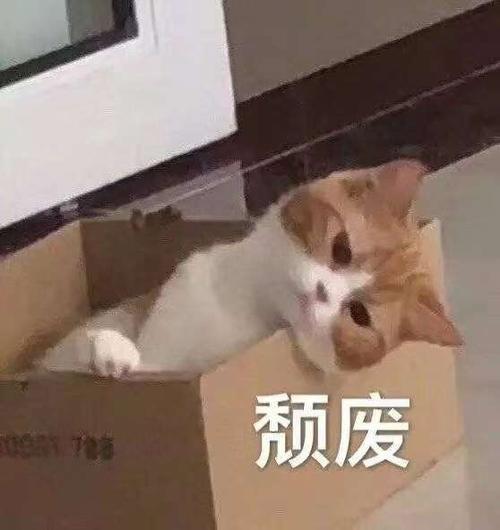 颓废(猫咪表情包)_猫咪_颓废表情