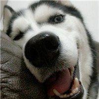 冷酷哈士奇的微信头像图片